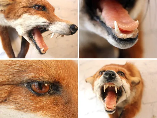 A Good Quality Open Mounted Mid 20thC Taxidermy Fox Mask & Forequarters