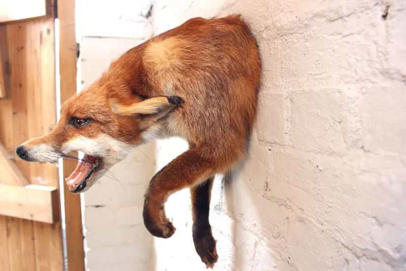 A Good Quality Open Mounted Mid 20thC Taxidermy Fox Mask & Forequarters